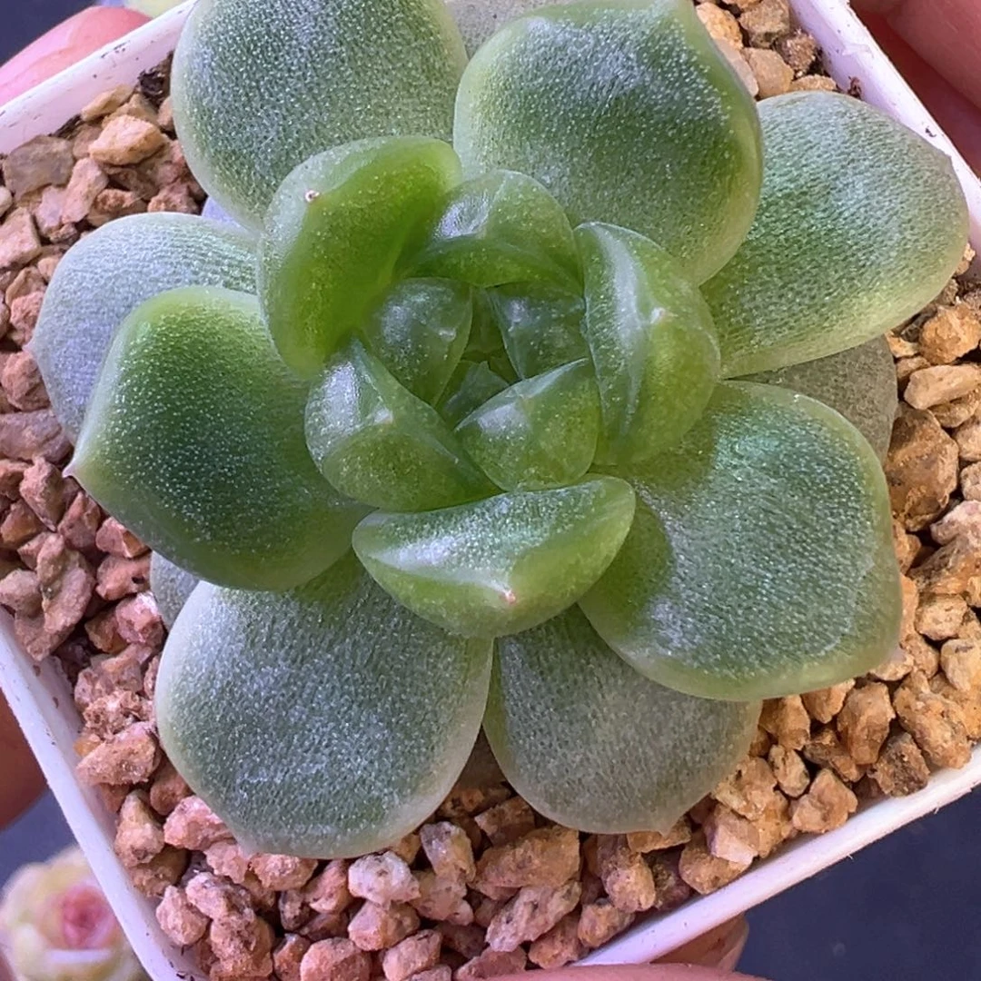 335号绿透晗雨多肉植物