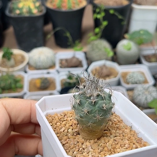 无花朵草刺娇丽实生2.7cm