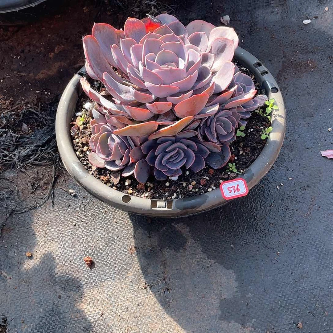 536尘埃玫瑰年尾清货一物一拍多肉