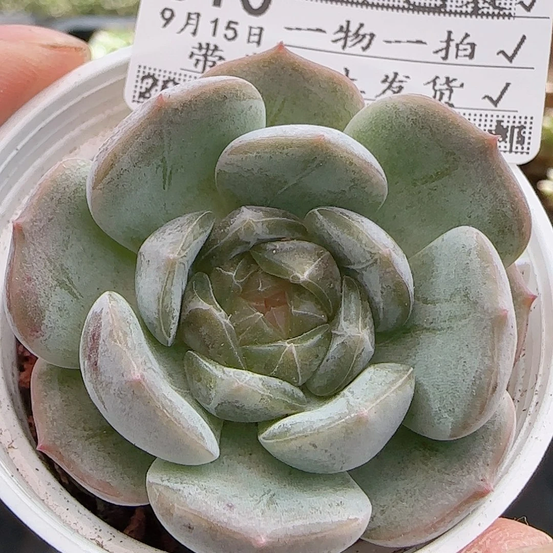 多肉0915--310白恋