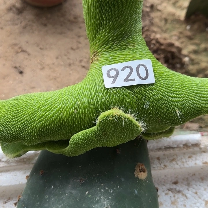 L***沫无花朵砍头青蛇缀920