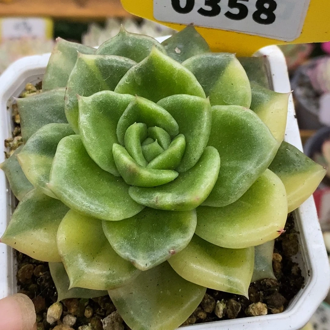 358哈哈哈哈哈哈哈哈看