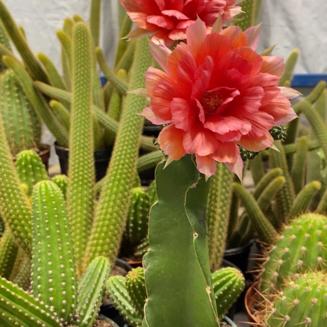 P***y新品奶酪丽花母本一物一拍1