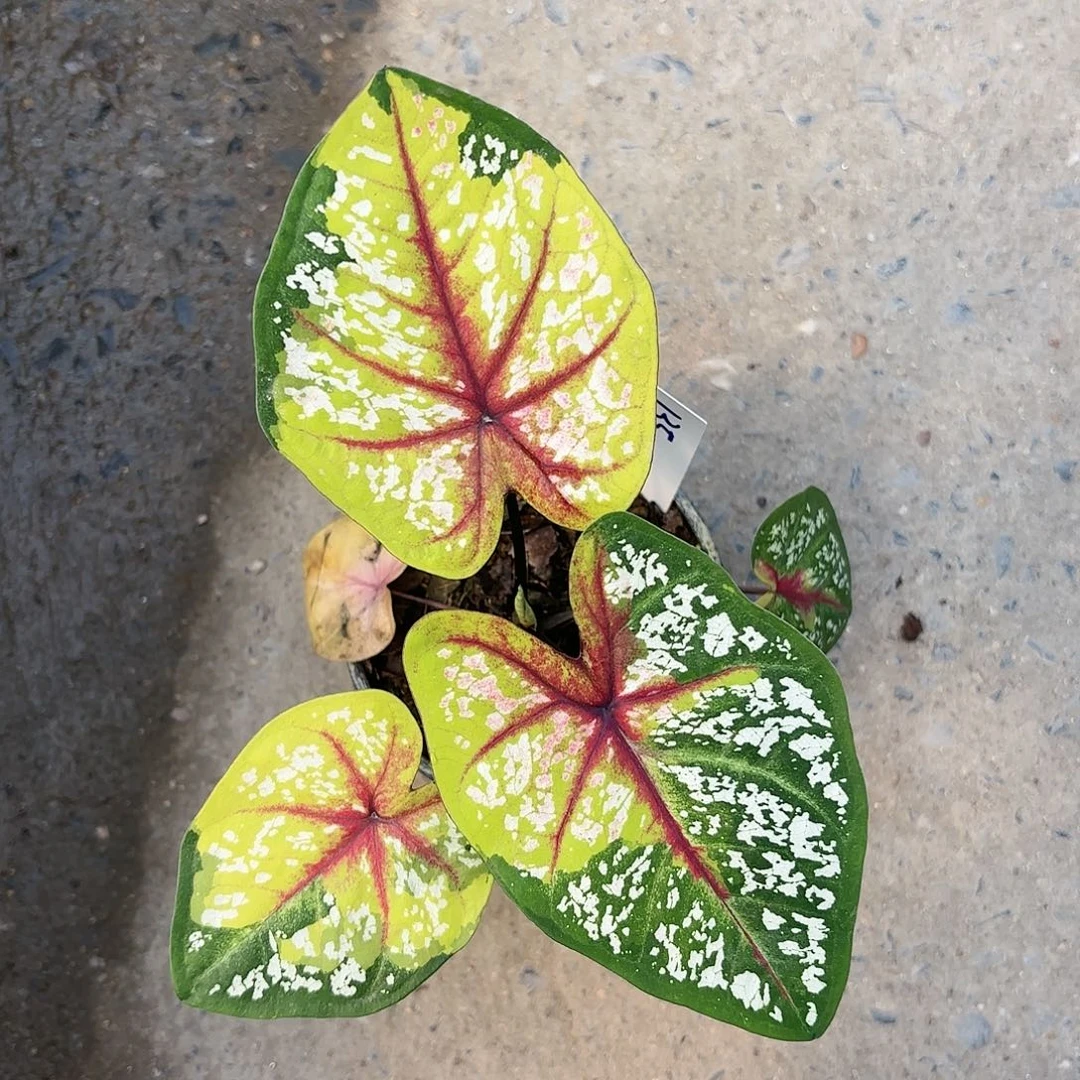 135-0117彩叶芋泰国发货