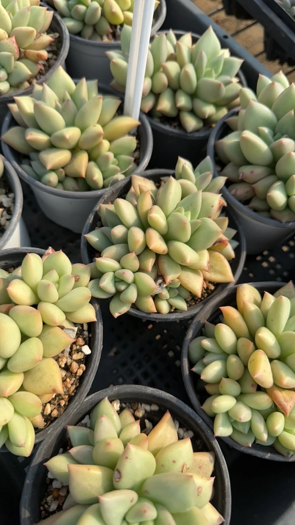 象牙群多肉植物 脱土