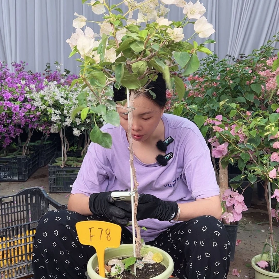 小***子大部分花苞少量开放F78暗丽