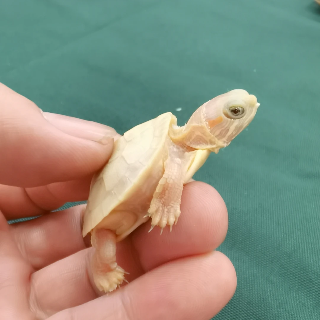 悖论巴西（霉点）观赏类