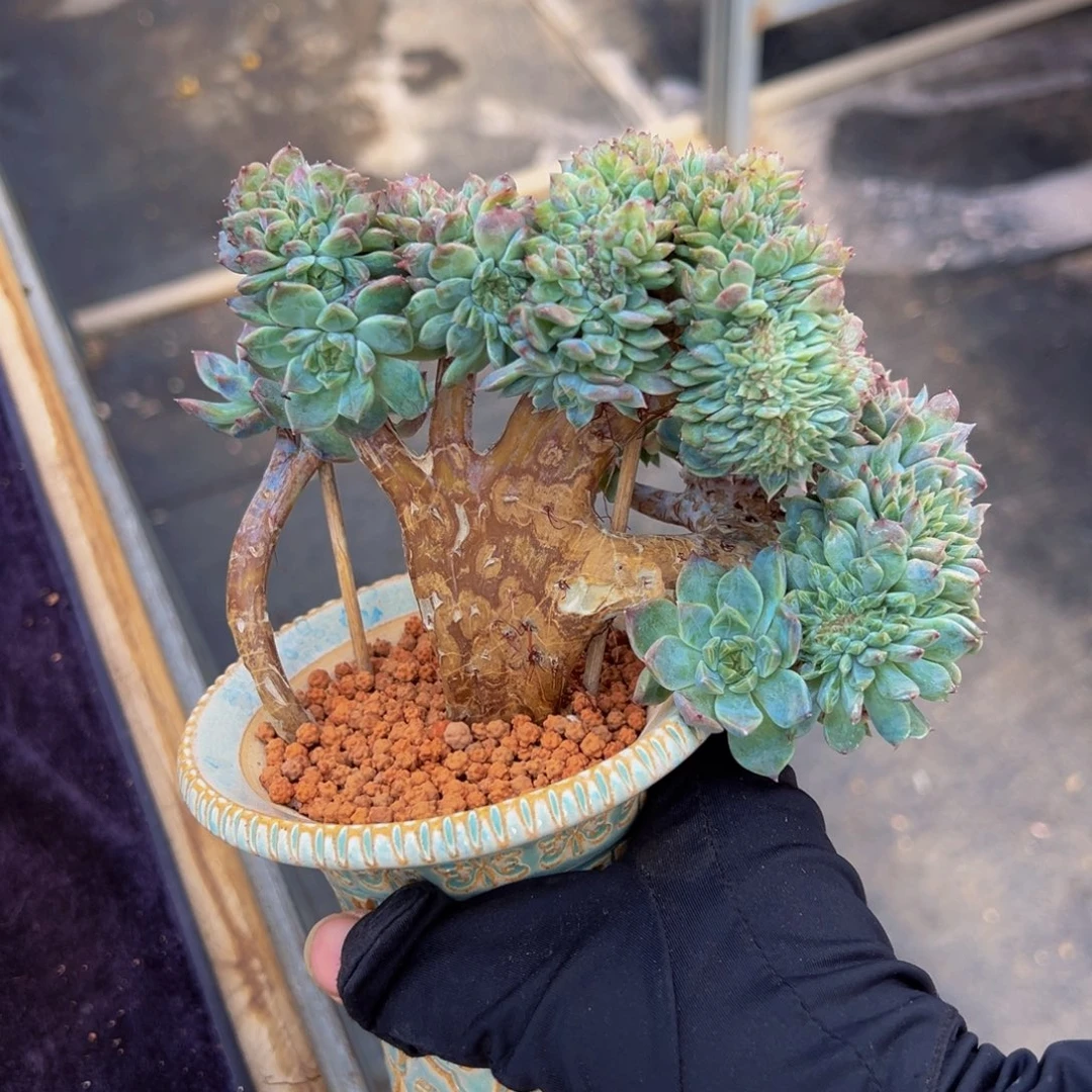 紫心山茶花冰魄缀微瑕