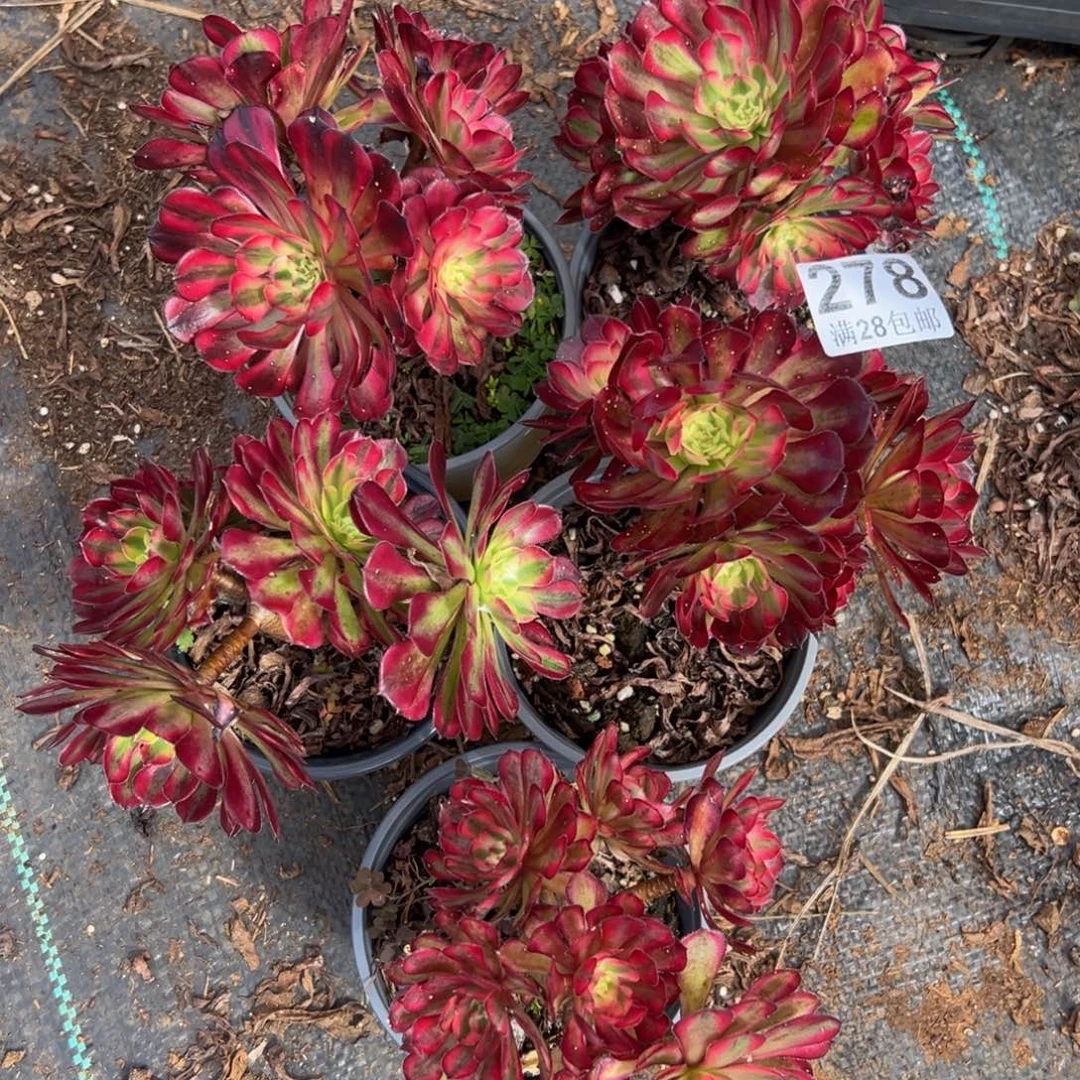 多肉植物278五颗的