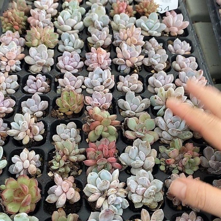 54 多肉植物盆栽花卉植物