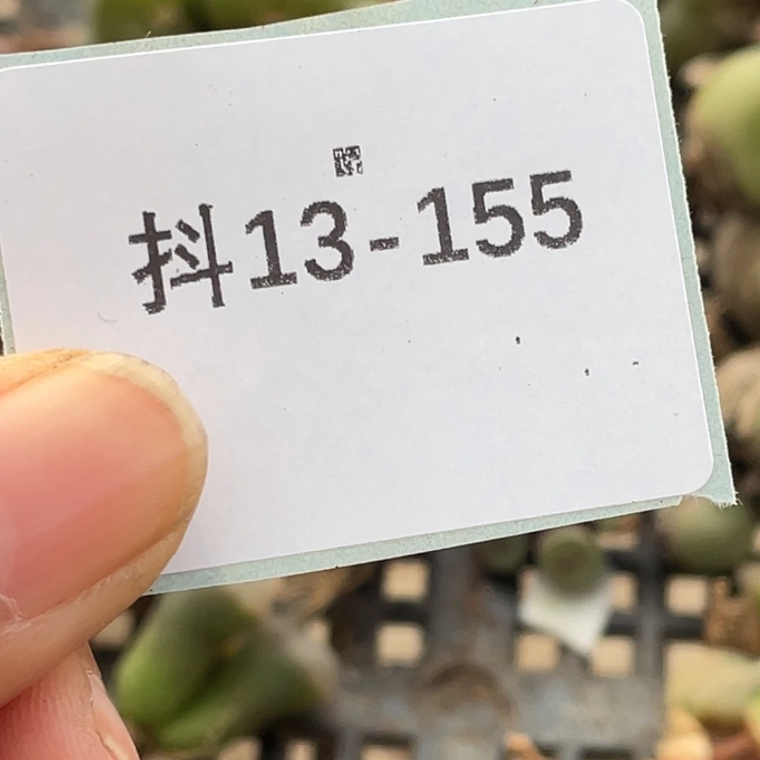 无***啊13-155单头方碗一个肉锥