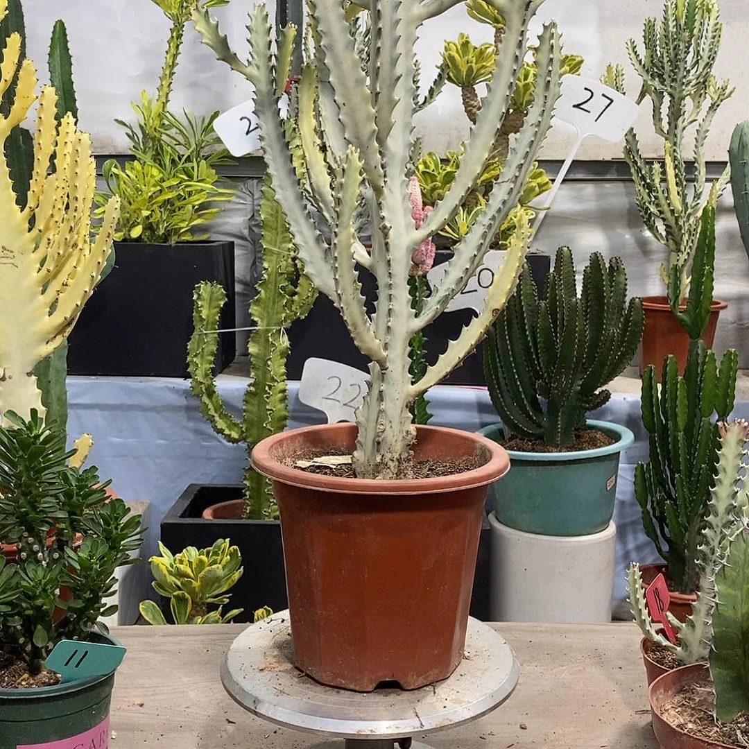 无花朵白龙骨一物一拍