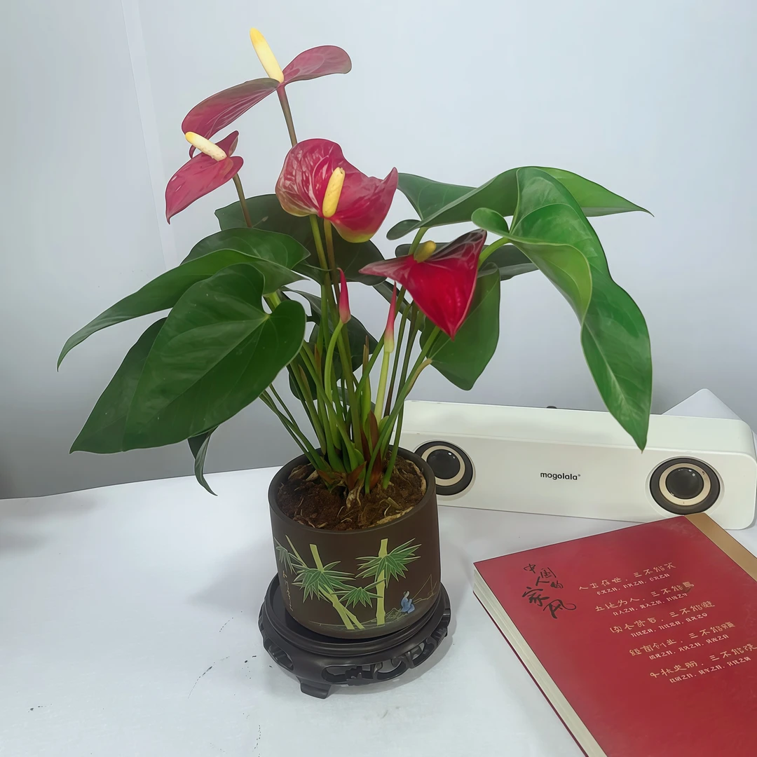 新款瓷盆红掌4-6朵花带花花苞水培桌面盆栽25-35厘米四季开花植物