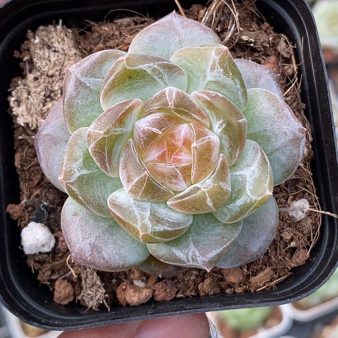 糖心30包邮非偏远