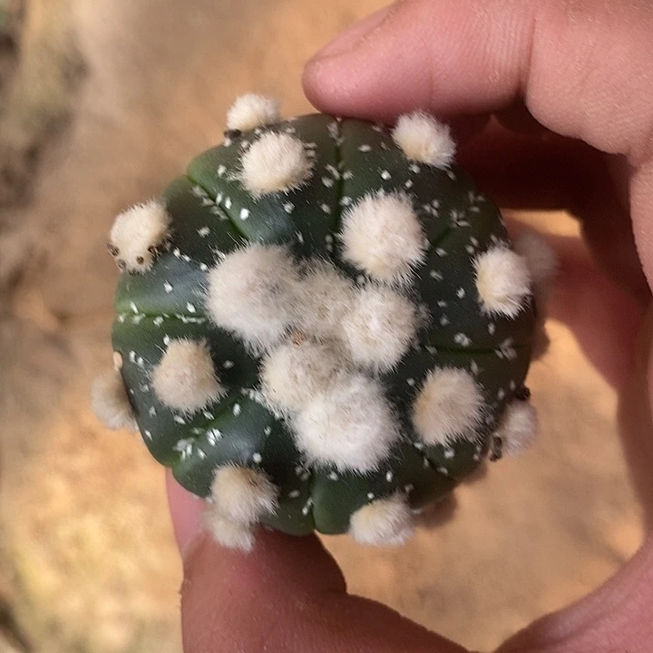 苗接大尤海星群体