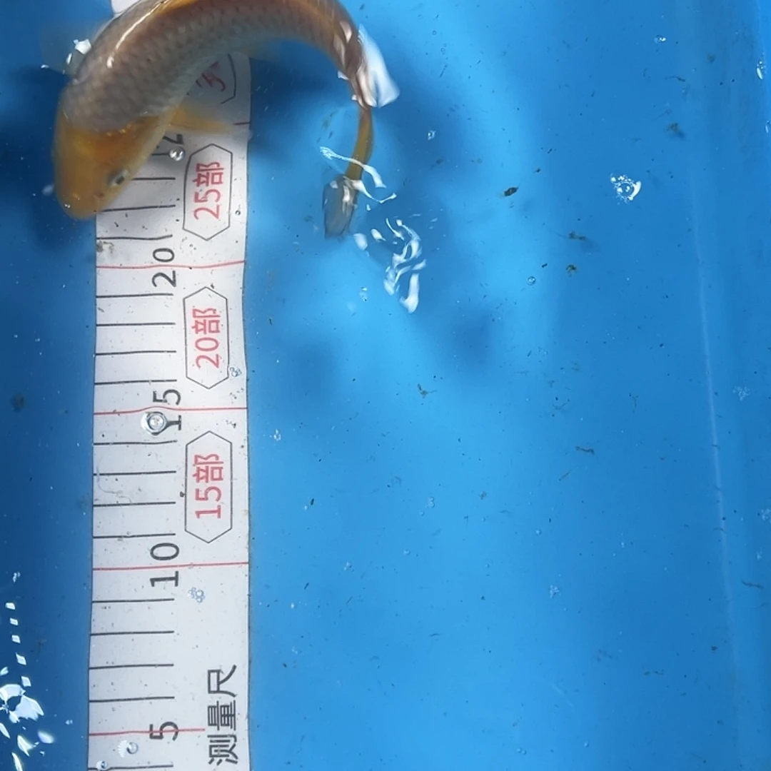 锦鲤血统锦鲤子一代