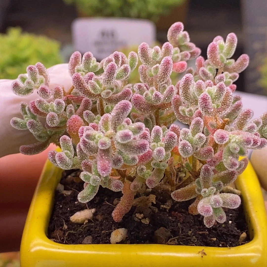 278五彩冰晶（带盆）0。