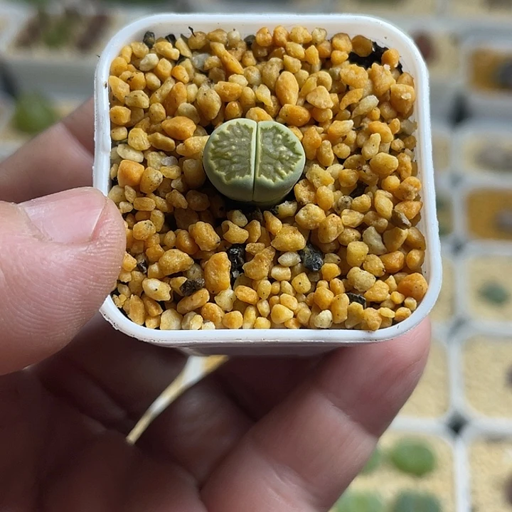 佳人园艺多肉生石花绿菊619