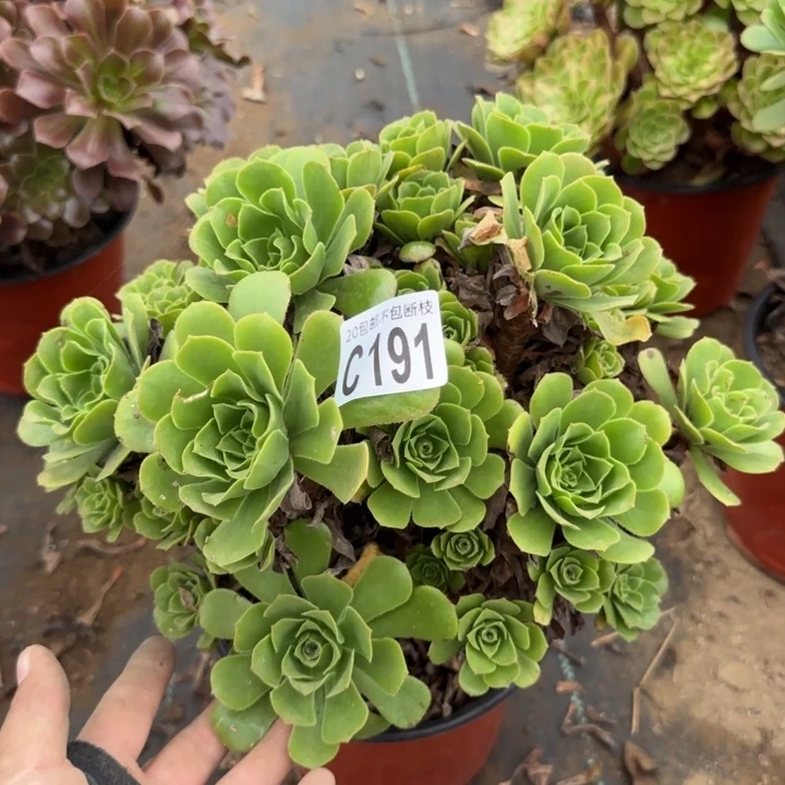 绿羊绒……多肉植物……