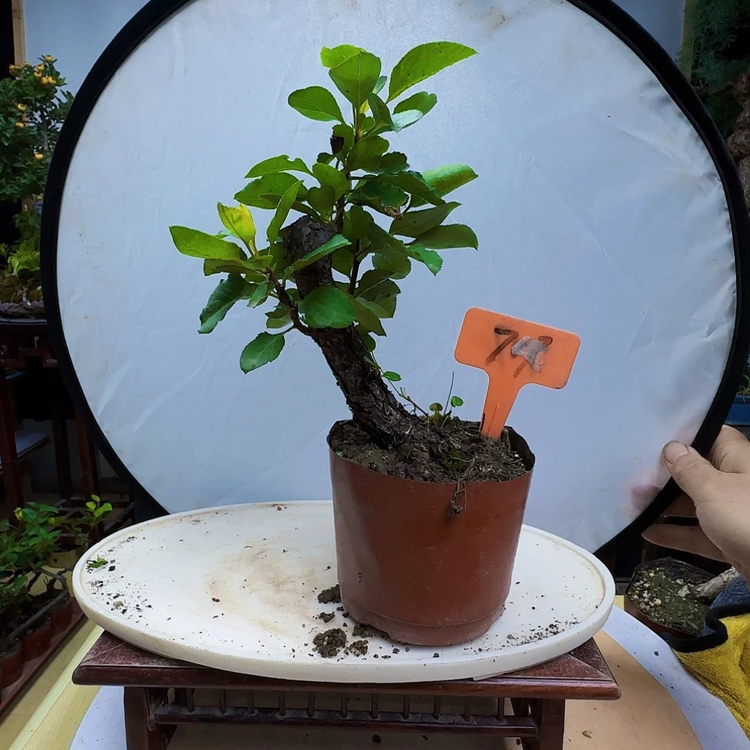 猛***带无花朵棠梨老桩让他后悔哦