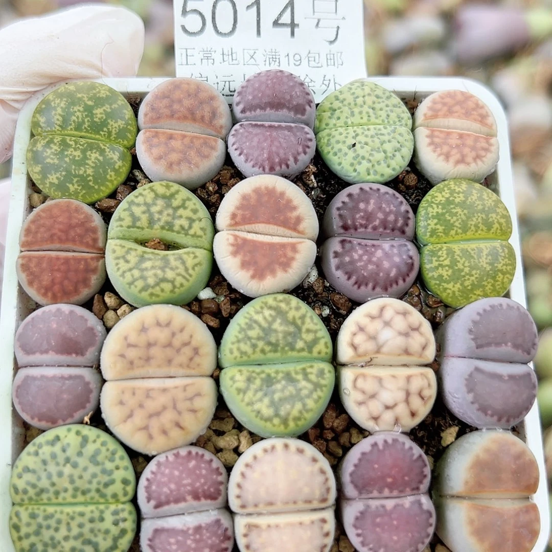 5014 好养易活生石花大母本