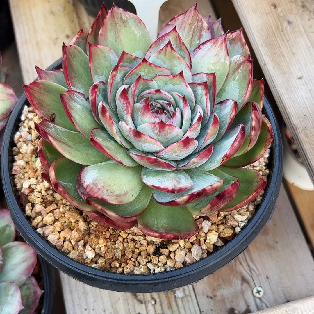 三***三惊鸿仙子一物一拍2003号