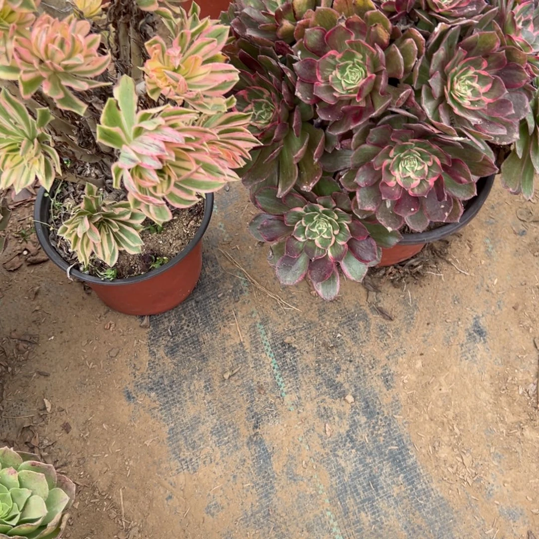 三***染467两颗组合多肉植物法师