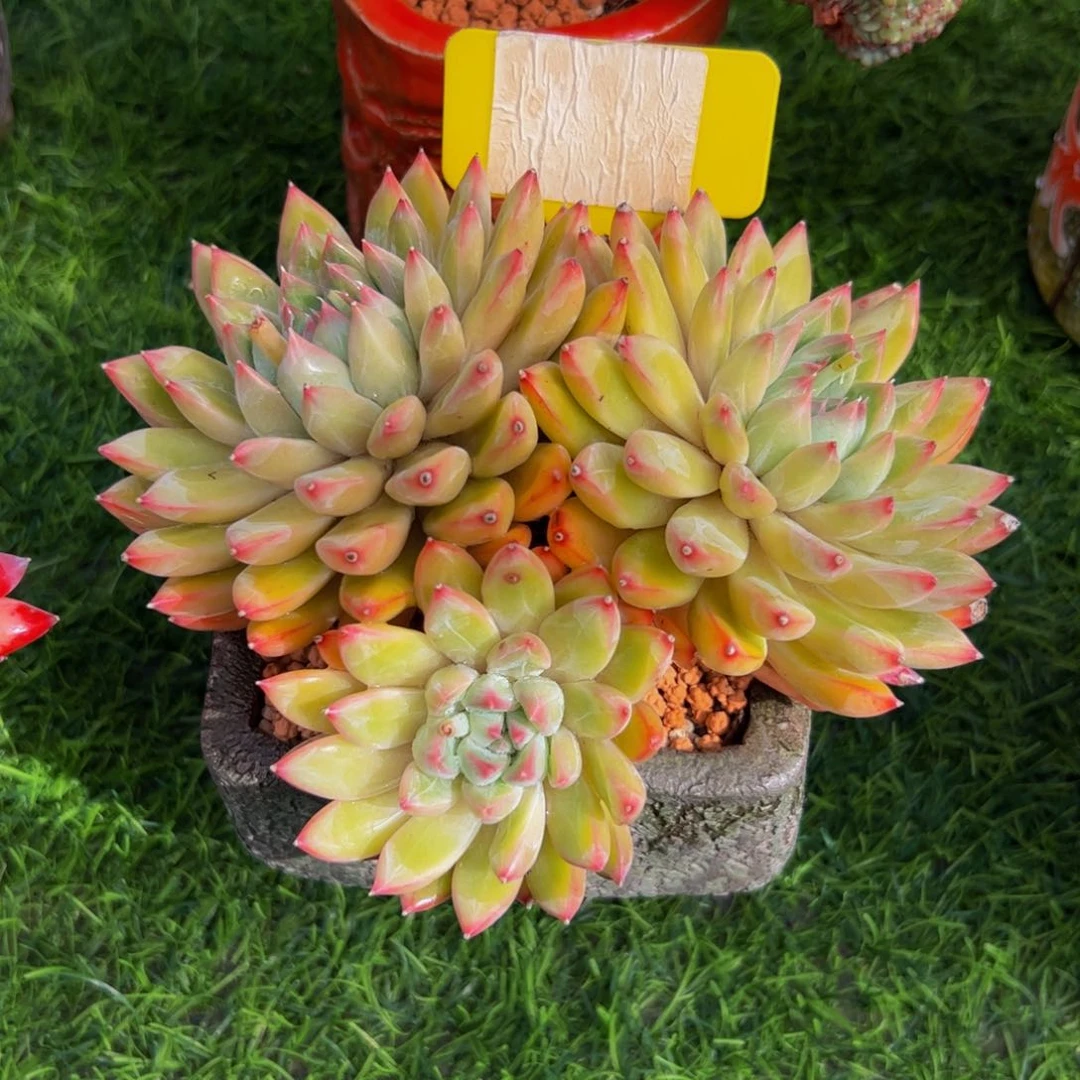 七*鱼三头小老桩甲骨文多肉