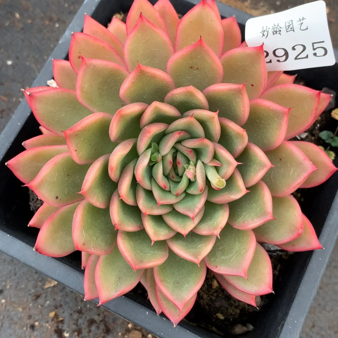 2925杂交多肉老桩