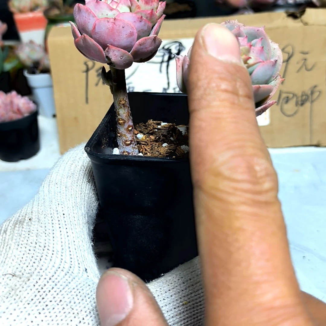 满9元包邮，克罗地亚玫瑰俩颗老苗