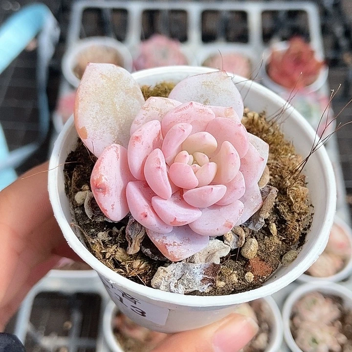 一物一拍满十元包邮发货 213