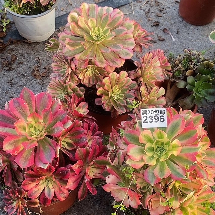 2396 三颗法师多肉