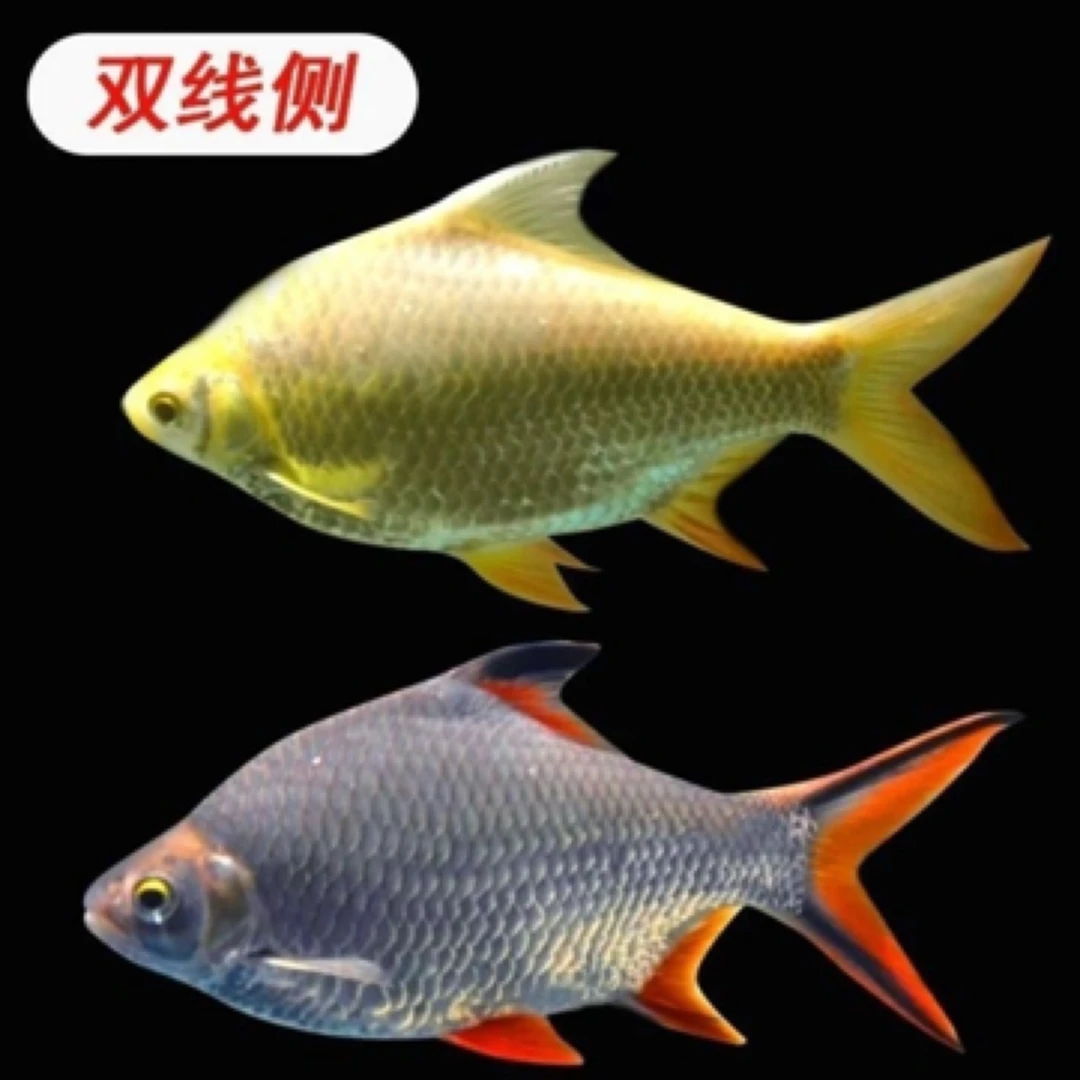 活体热带观赏鱼鲫双线侧鱼金凤银凤鱼龙鱼配鱼混养皮实配色