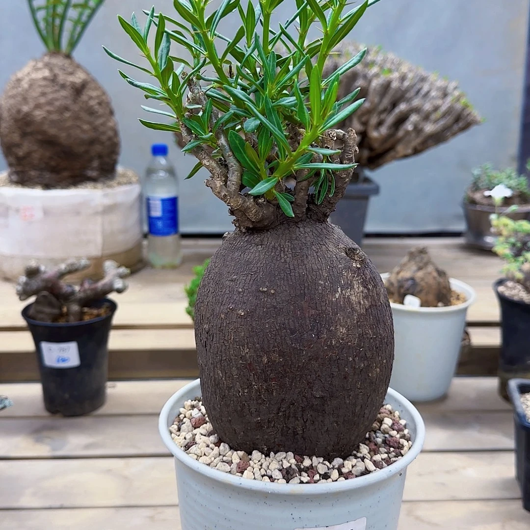 496双刺瓶杆块根植物