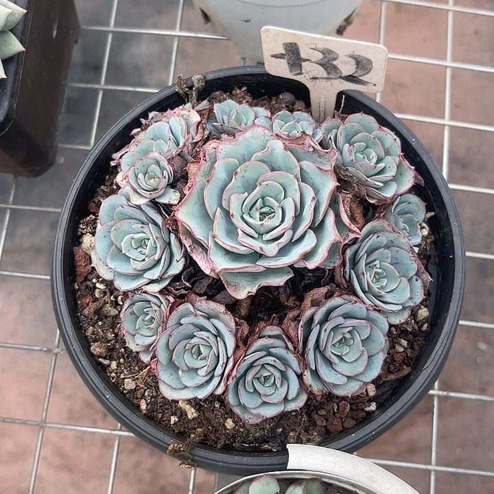 晨语多肉，一物一拍奶油黄桃32