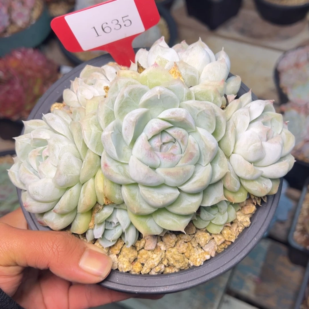 h****21635多肉多多多多多