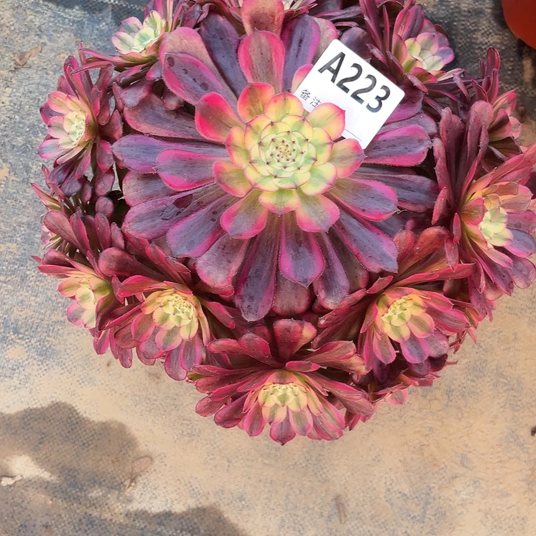 多肉植物美姬变异223多肉