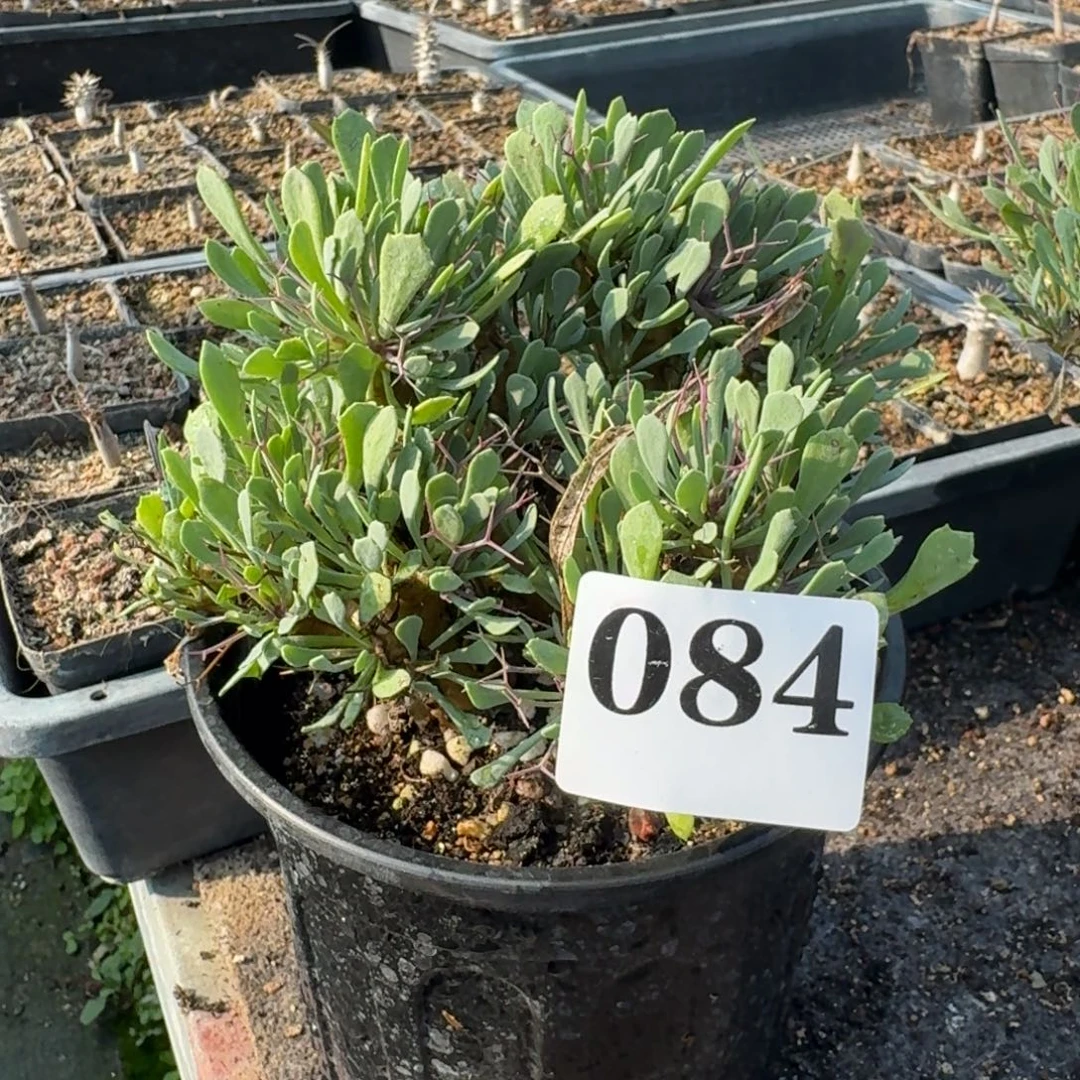 黑飘殿块根多肉植物