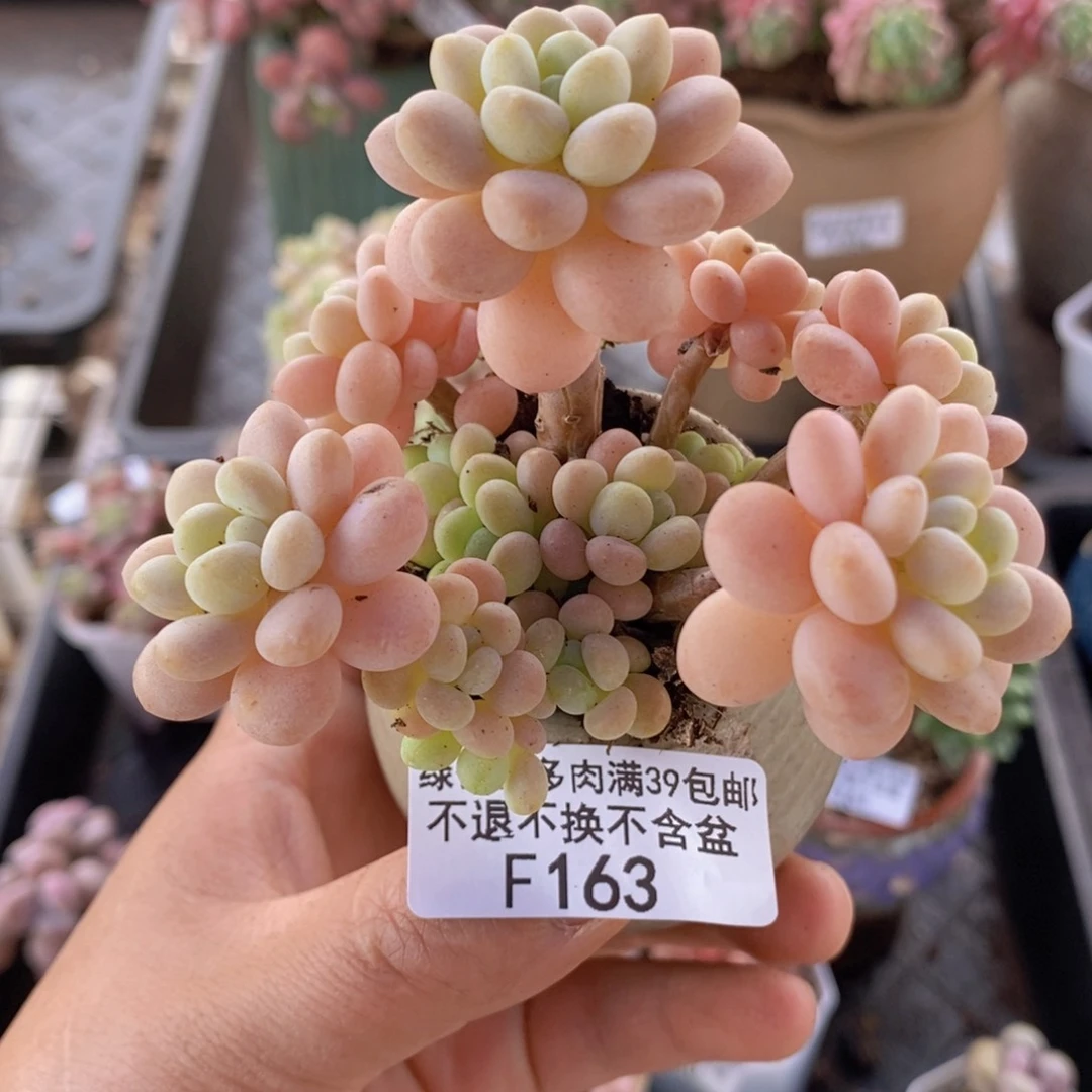 洛可可7cm163多肉植物