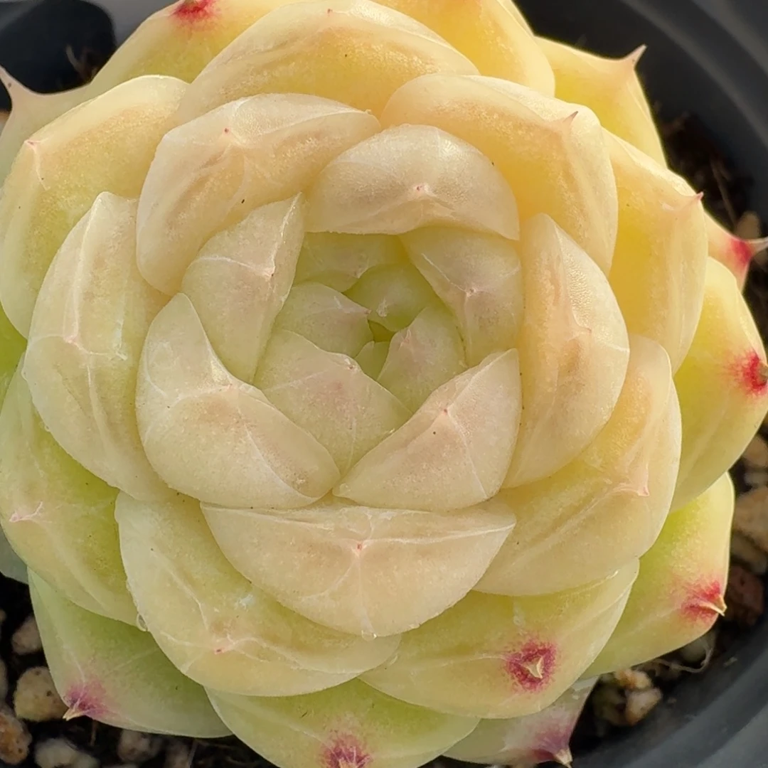 1219-23-梨花白单头一颗多肉