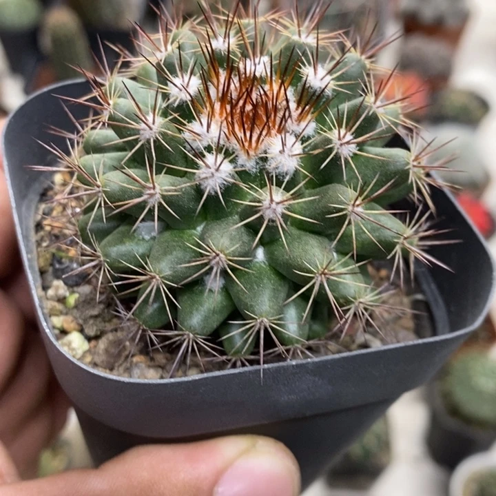 白云丸特价福利特价