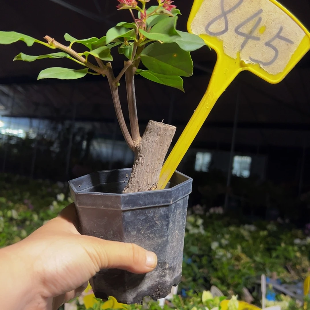 当前无花栽培后可以开花  重瓣枣红 大宝  845