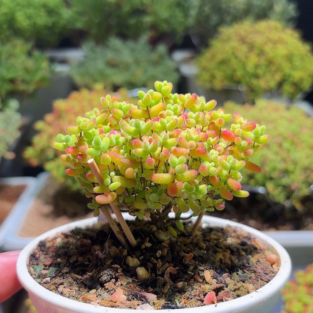 枝干番杏密橘糖球H476