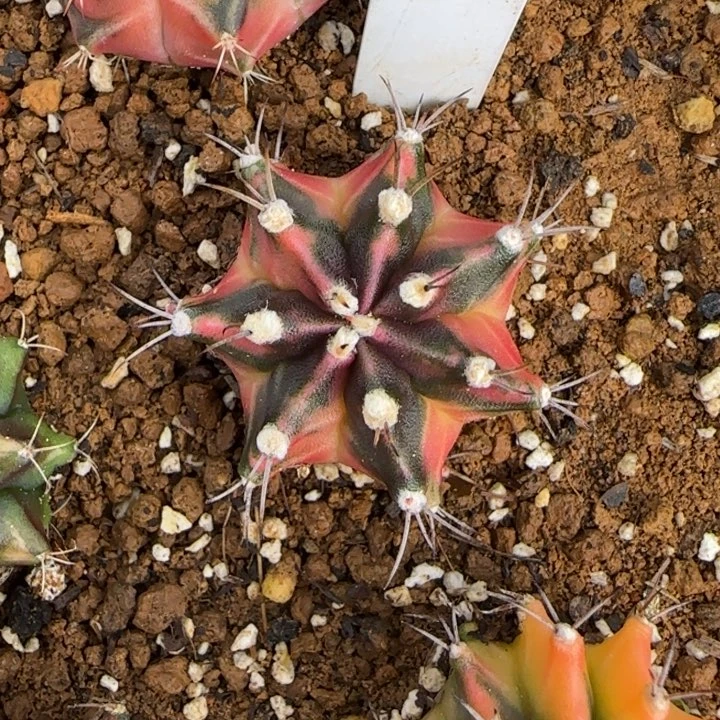 255-0117泰国发货多肉侧芽