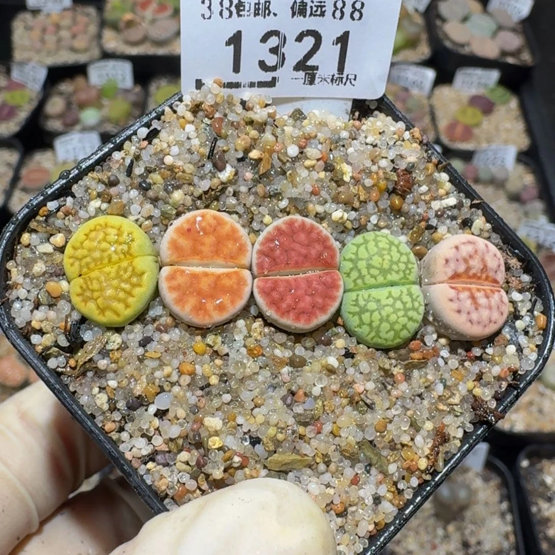 zzzz生石花肉锥1321