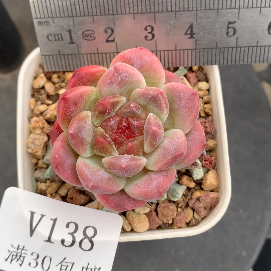 138。秘境冰魄。单头。