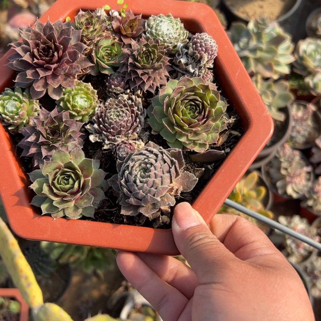 ?**?多肉植物多肉植物