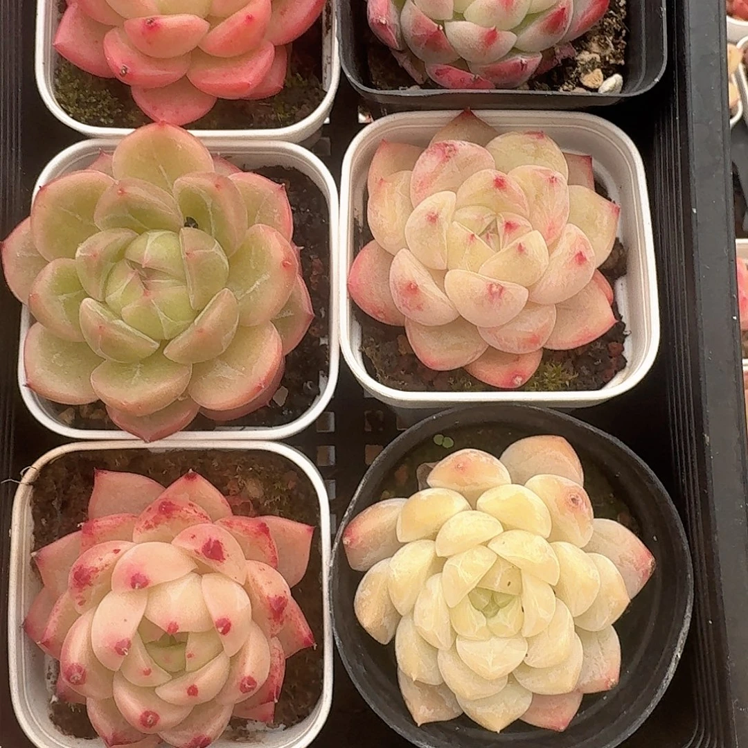 08糖心珍妮一物一拍