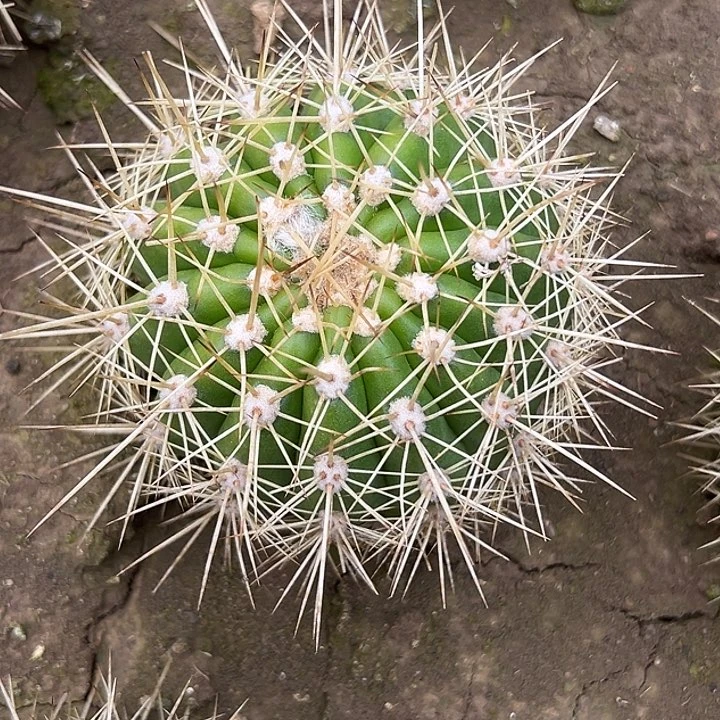 清清粉黛根带花苞