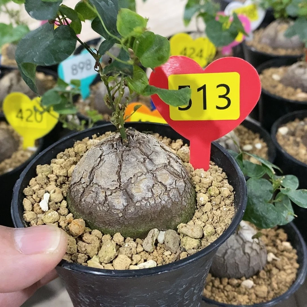 南非龟甲龙龟甲龙